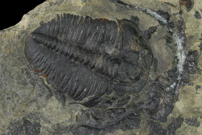 Elrathia Trilobite Fossil - Utah - House Range #139523